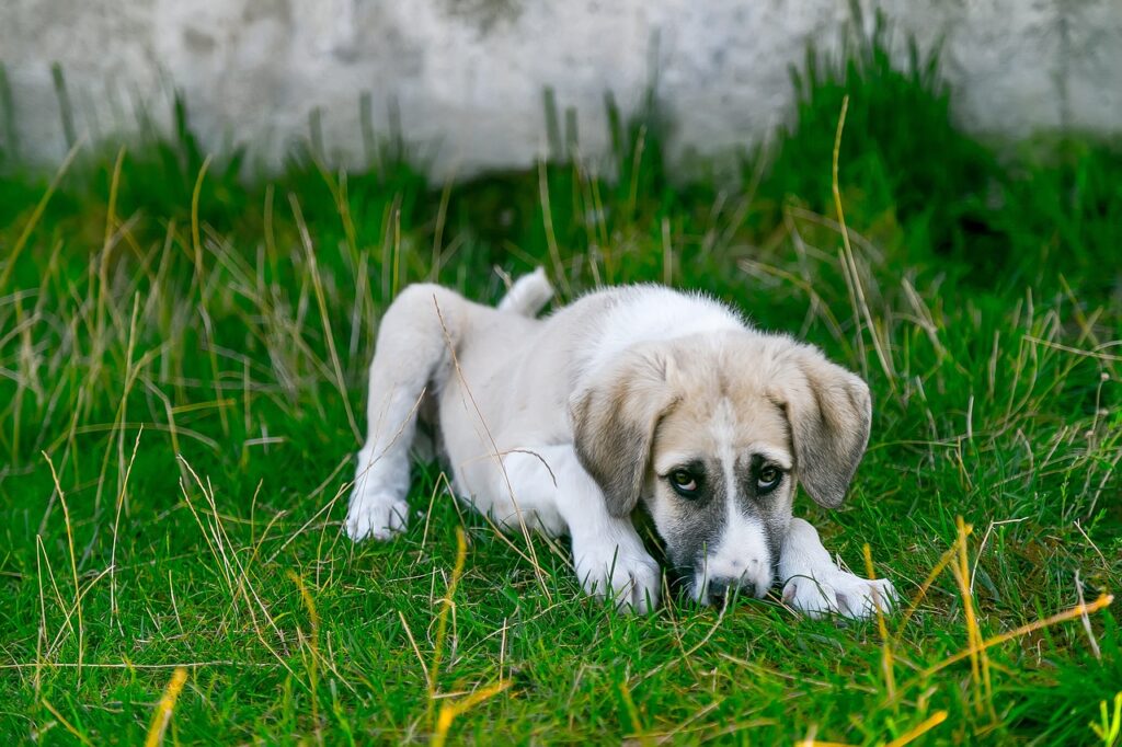 chien qui vomit