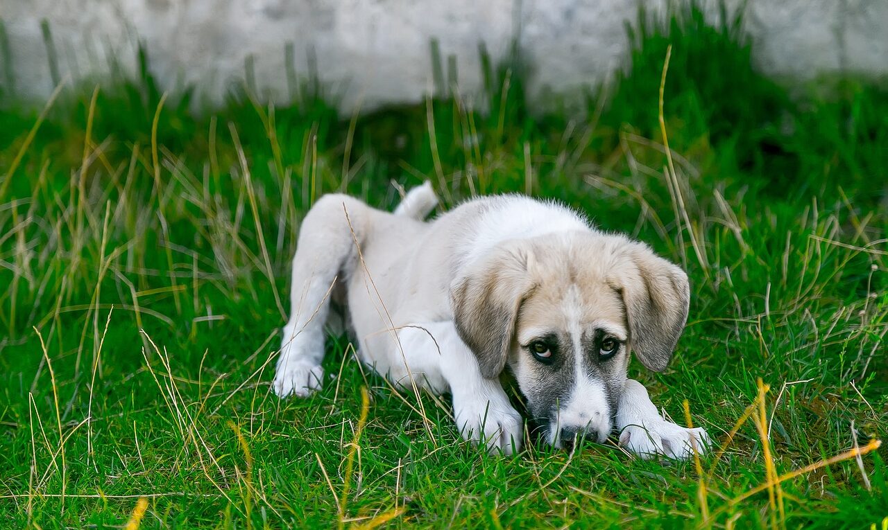 chien qui vomit