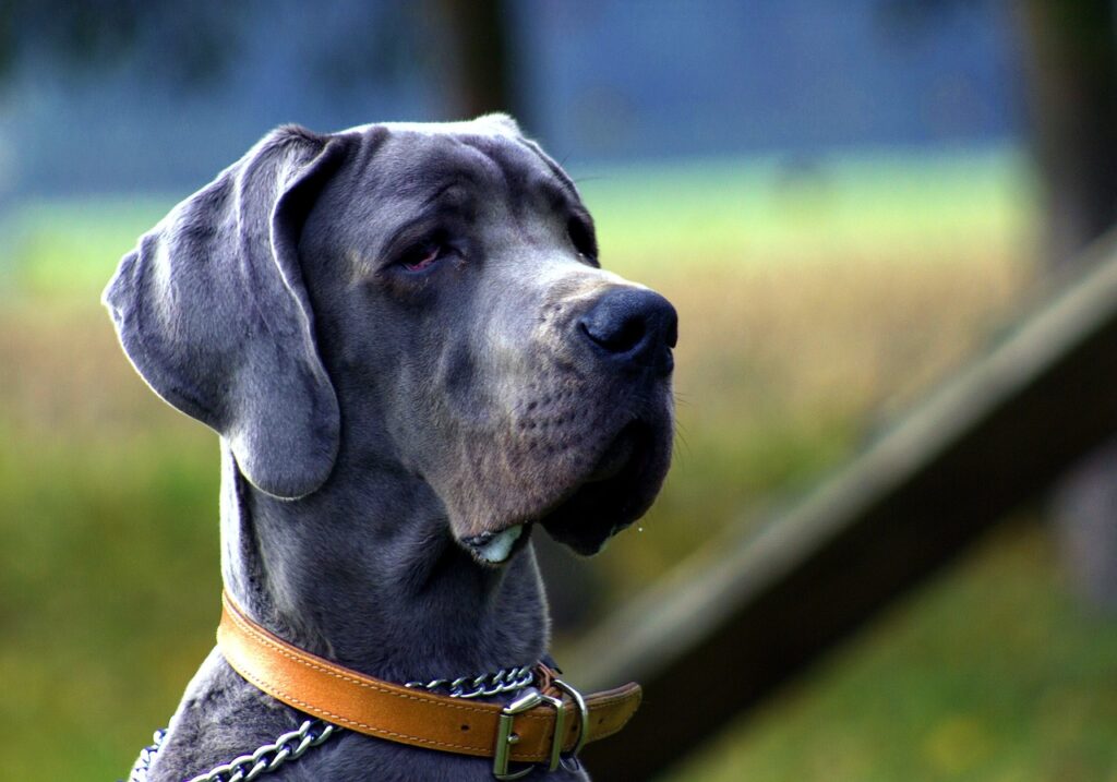 Chien le plus grand du monde