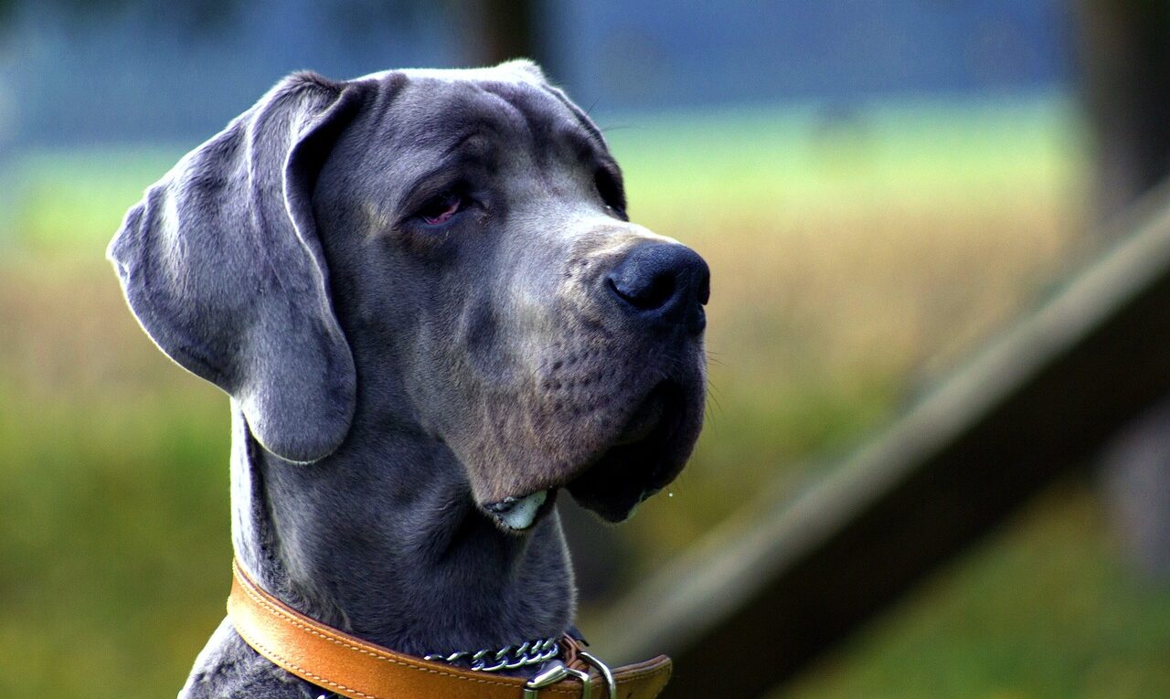 Chien le plus grand du monde