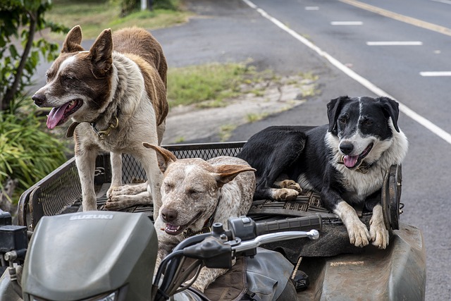 Est-ce que n'importe quel chien peut être dressé ?