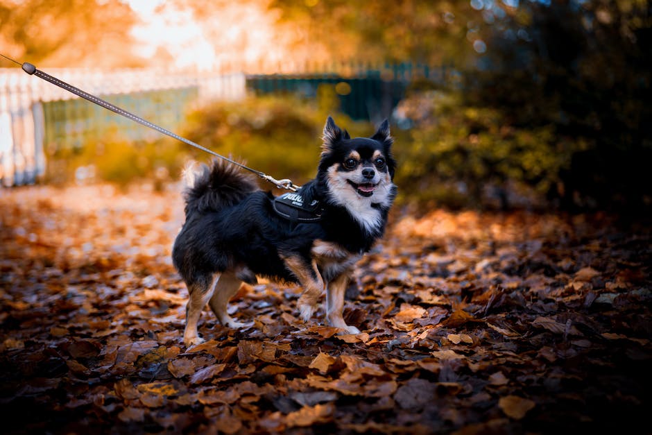 Combien de temps promener votre chien ?