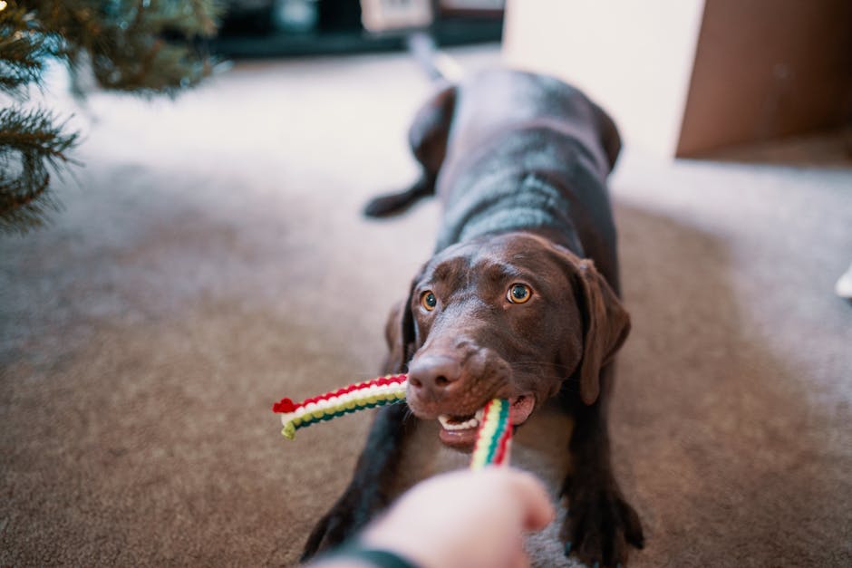 Un gros chien heureux dans un appartement