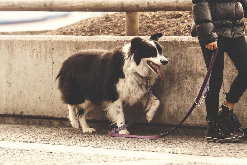 empêcher votre chien de tirer sur sa laisse