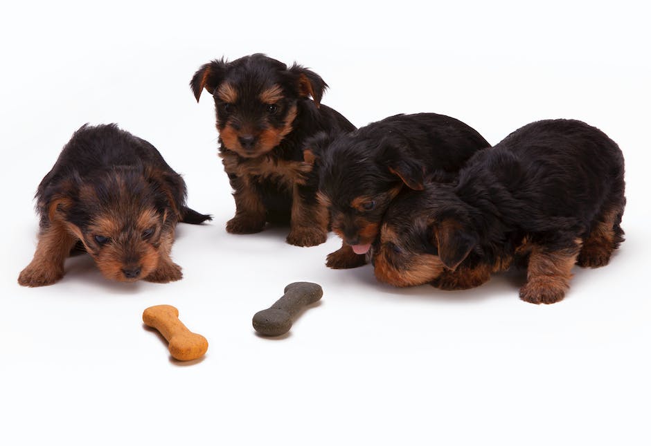 Choisir la bonne nourriture pour votre chien