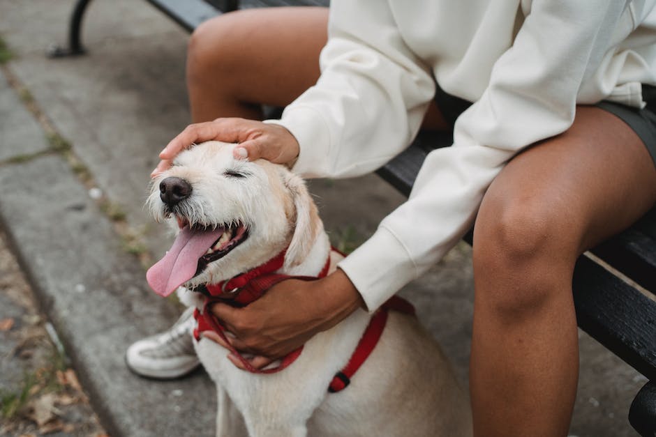 Comment faire obéir votre chiot ?