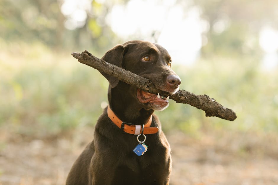 Protéger votre chien des chiens dangereux