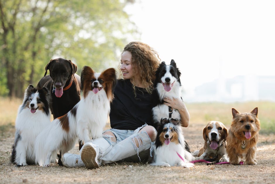 Comment faire obéir votre chien ?