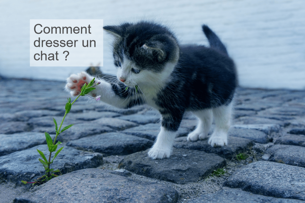 Comment dresser un chat ?