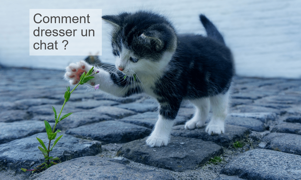 Comment dresser un chat ?