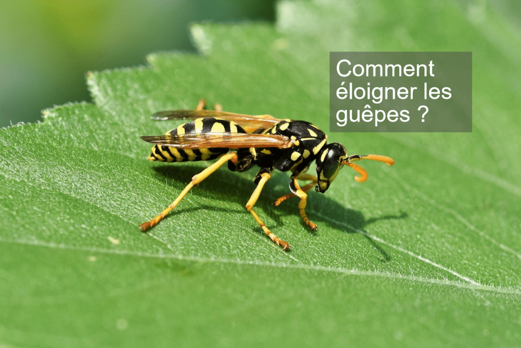 Comment éloigner les guêpes ?