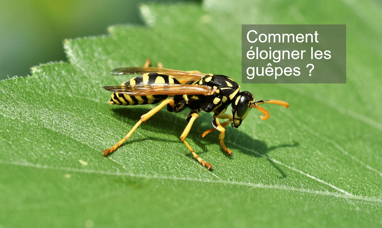 Comment éloigner les guêpes ?