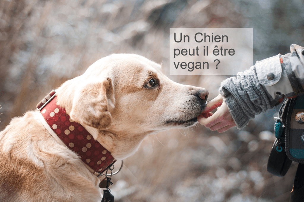 chien vegan