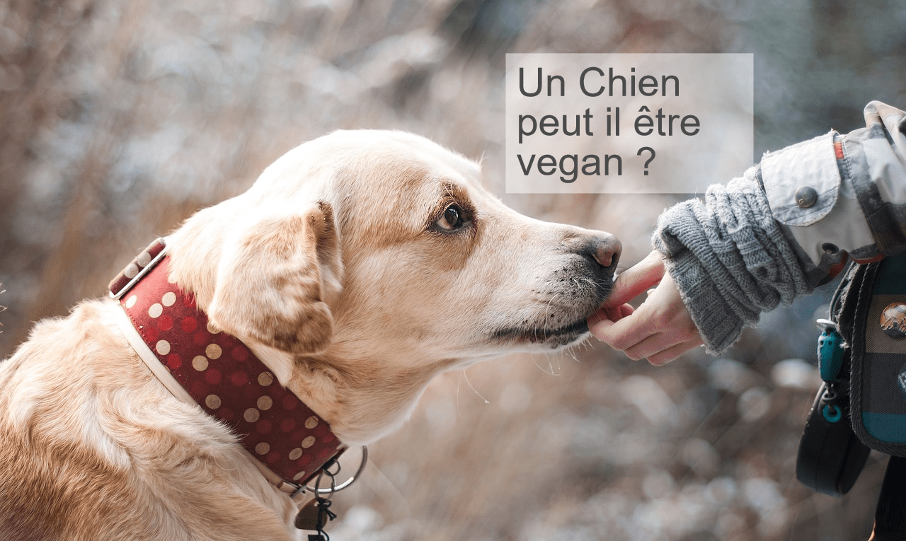 chien vegan