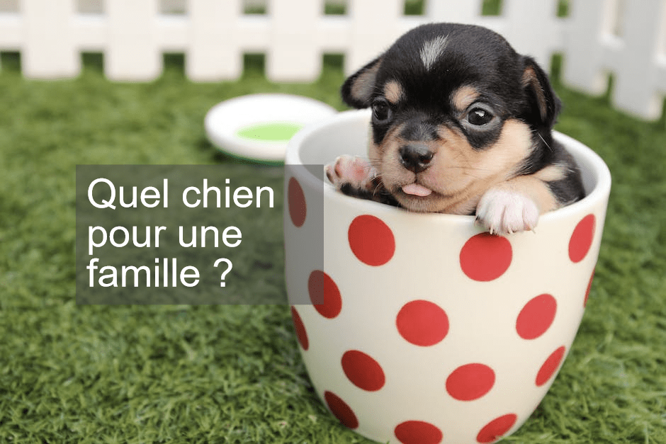 Quel chien pour une famille ?