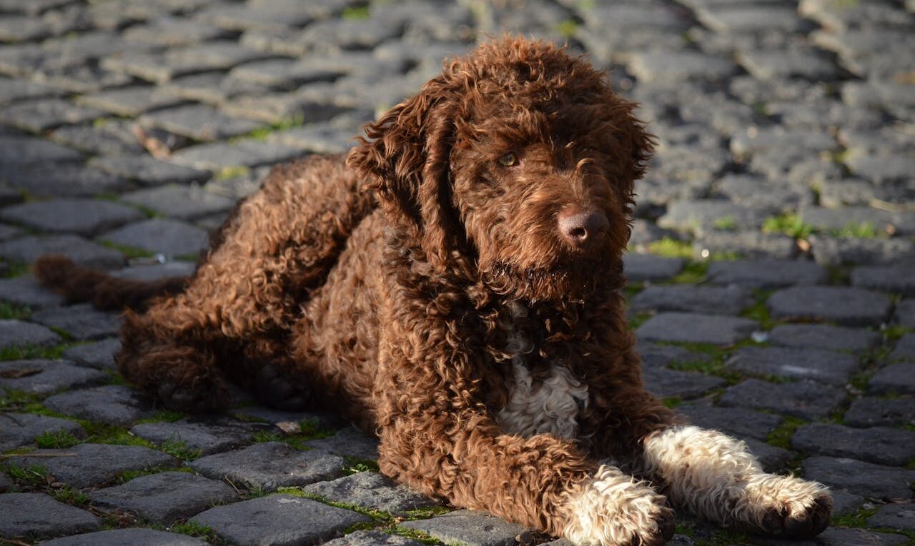 comment apprendre à votre chien à s allonger